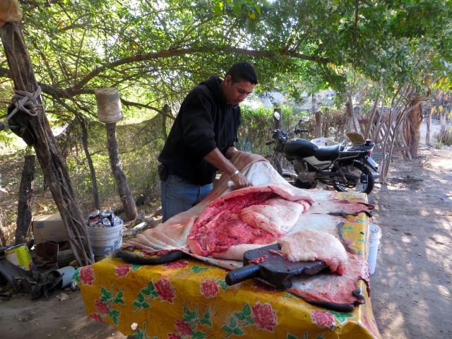 Un señor está matando un cerdo en el pueblo Acatitán en Sinaloa, 3 de marzo 2016.